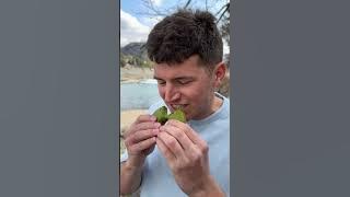 Download lagu Hanya Mengonsumsi Matcha Selama 24 Jam