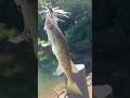 Even fish know how to dance! #lurefishing