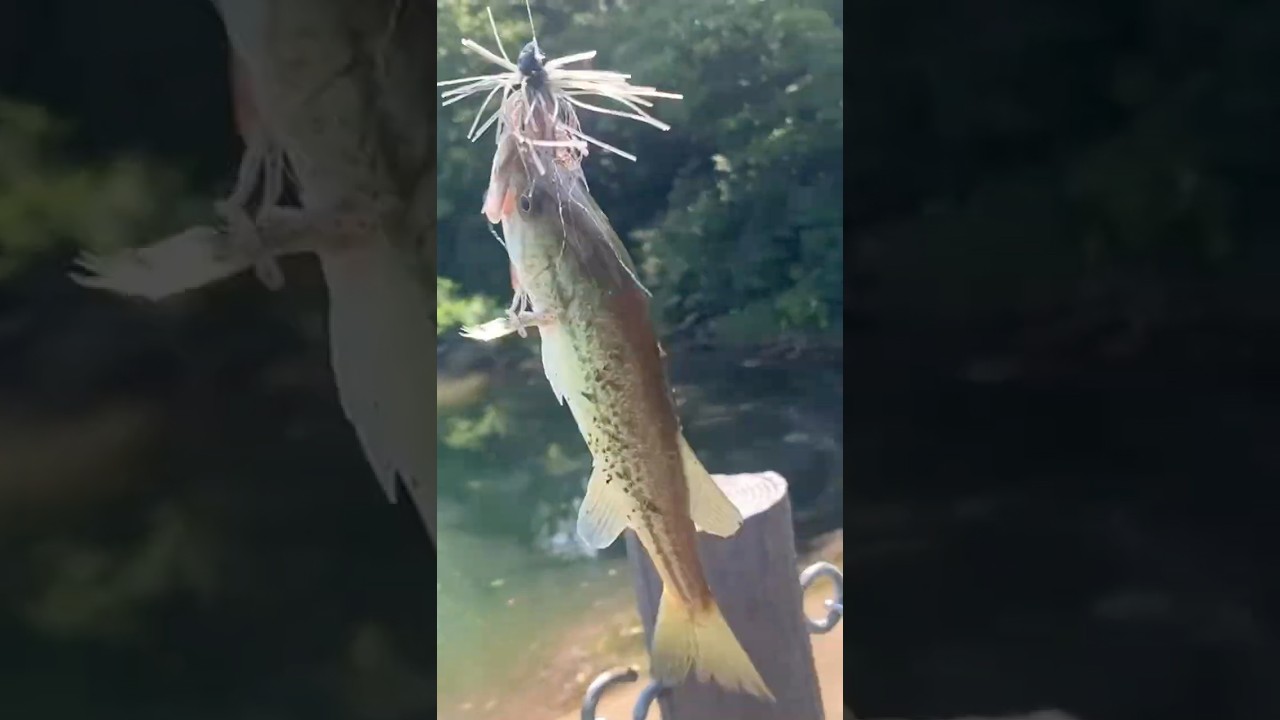 Even fish know how to dance! #lurefishing