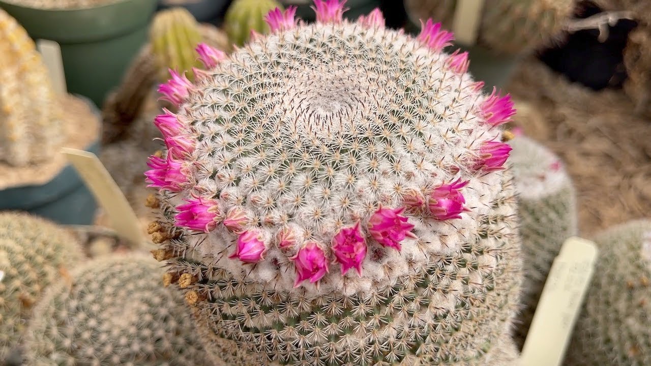 Plant Feature: Mammillaria perbella