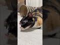 うーちゃんお返事上手になりました🐾 #cat #保護猫 #shorts