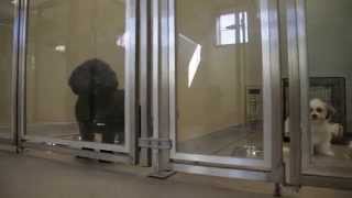 Doggy Daycare At The Pet Hotel screenshot 4