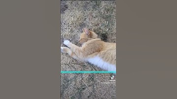 Time warp scan filter on my cat