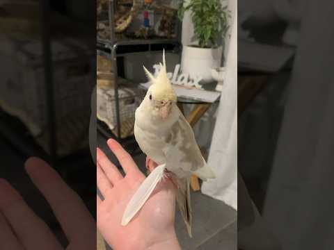 Bird Loses It S Feathers Bird Cockatiel Parrot