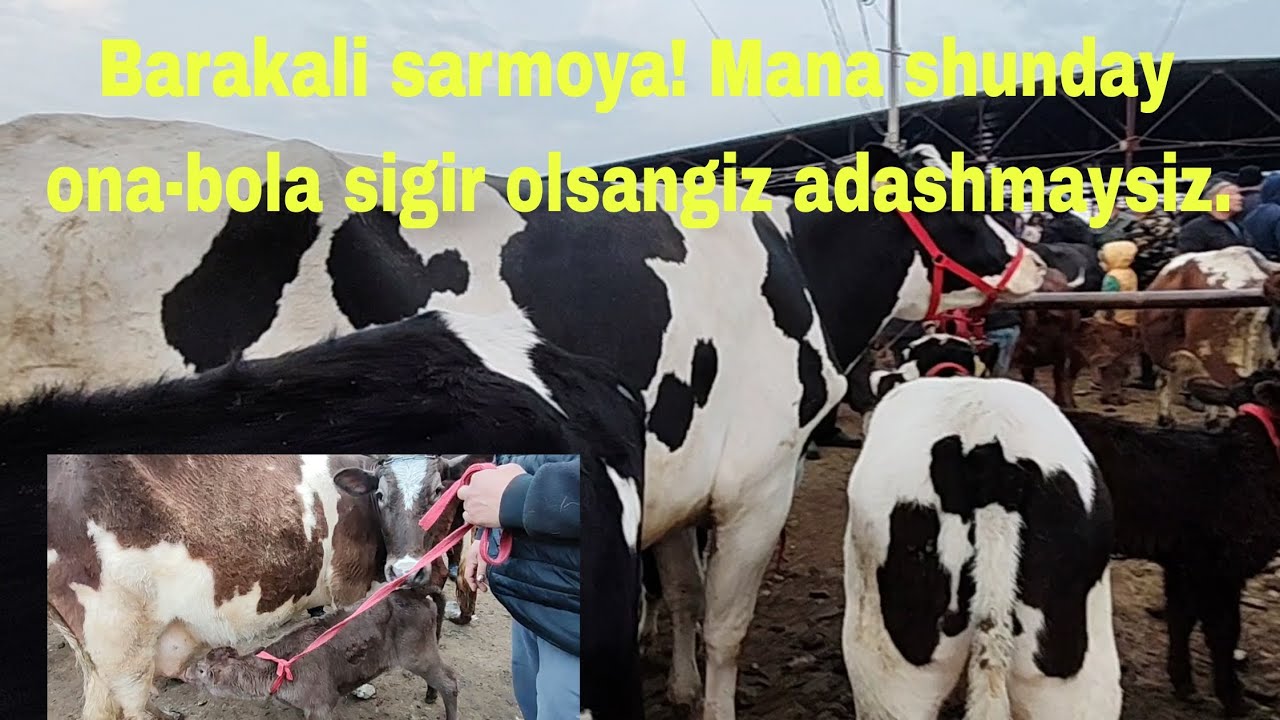 Sardoba tumani Qo'rg'ontepa mol bozori 