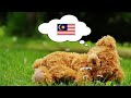 Learn Malay While You Sleep - 1000 Important Malay Words & Phrases