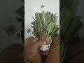 قات صبيا قات صبيا