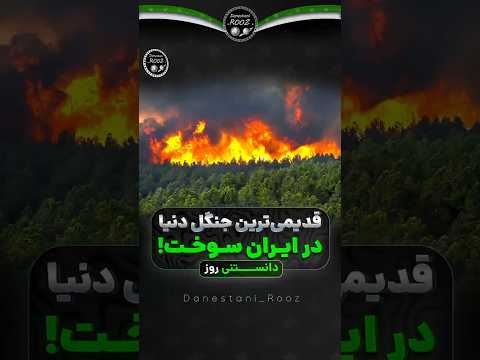 قدیمی ترین جنگل دنیا در ایران سوخت