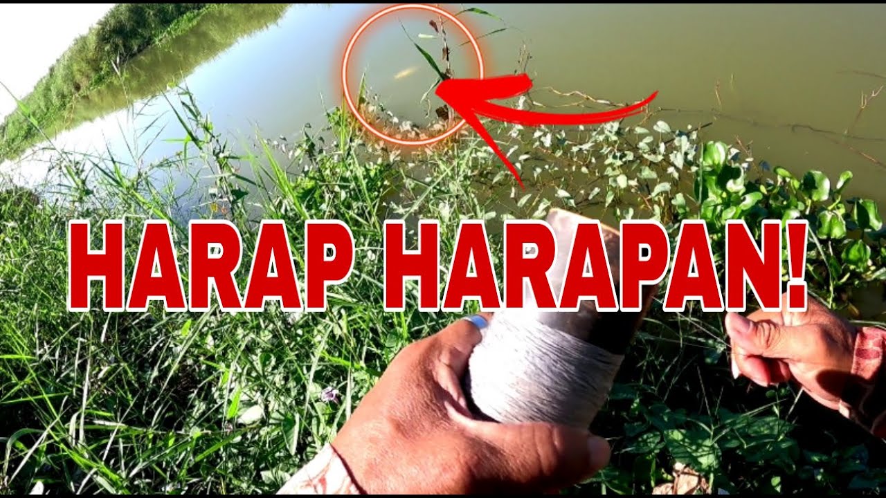 PALDO ANG LAKAD KO /Airgun fishing /Fishgunerong Madiskarte