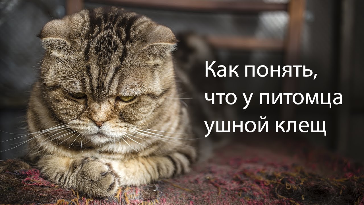 Как выглядит ушной клещ у кошек. Лечение