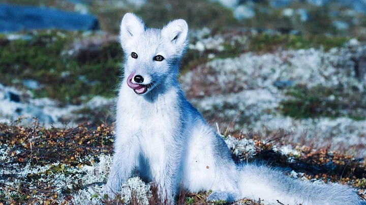 Wild Life Beyond the Arctic Circle thumbnail