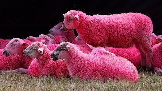 Nature sounds_ Sheep, sheep-bells, river 30 minutes😍