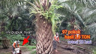 REKORR BARU TERCIPTA!! HANYA 97 POKOK KELUAR 2,5 TON TERNYATA INI PUPUKNYA!!