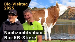 Nachzuchtschau Bio-Kb-Stiere Am Bio-Viehtag 2025