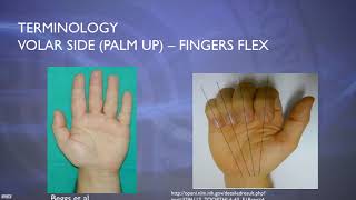 Full Ultrasound of Wrist - [Basic Radiology] Guide