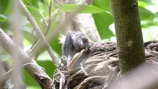 So Cute, Baby Robin Yawning,