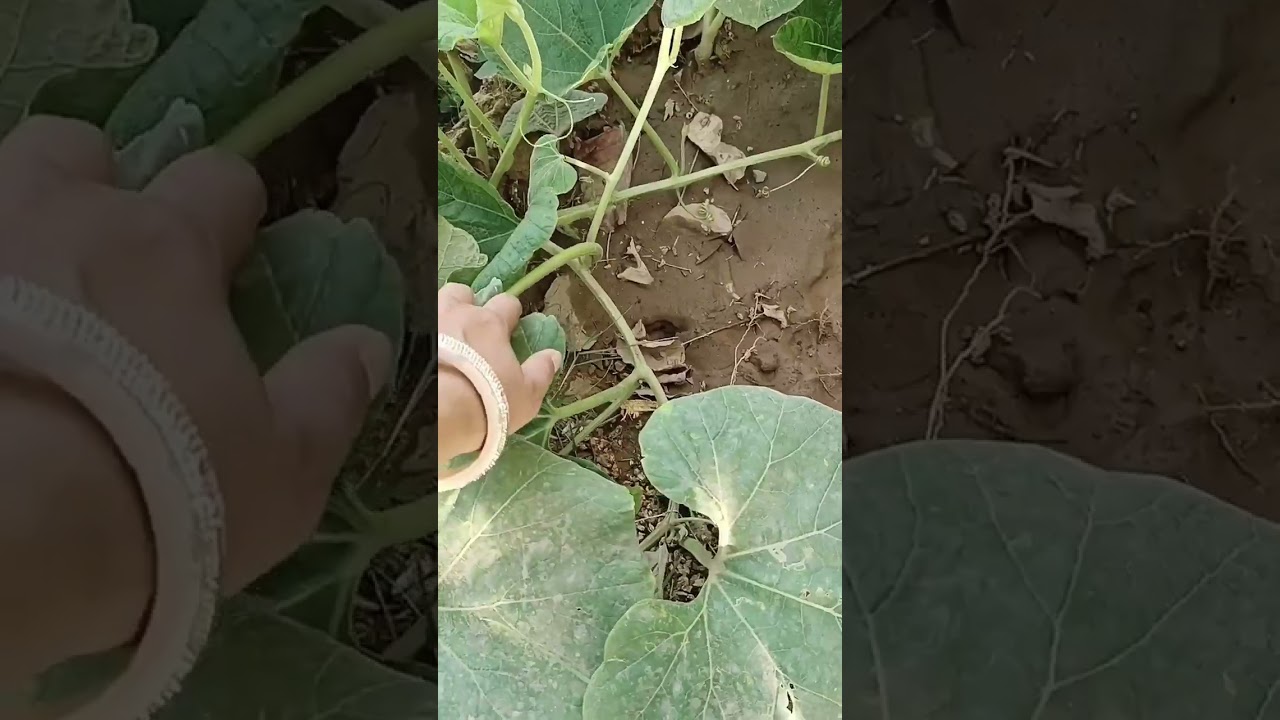 Best Use Of Outdoor Space 