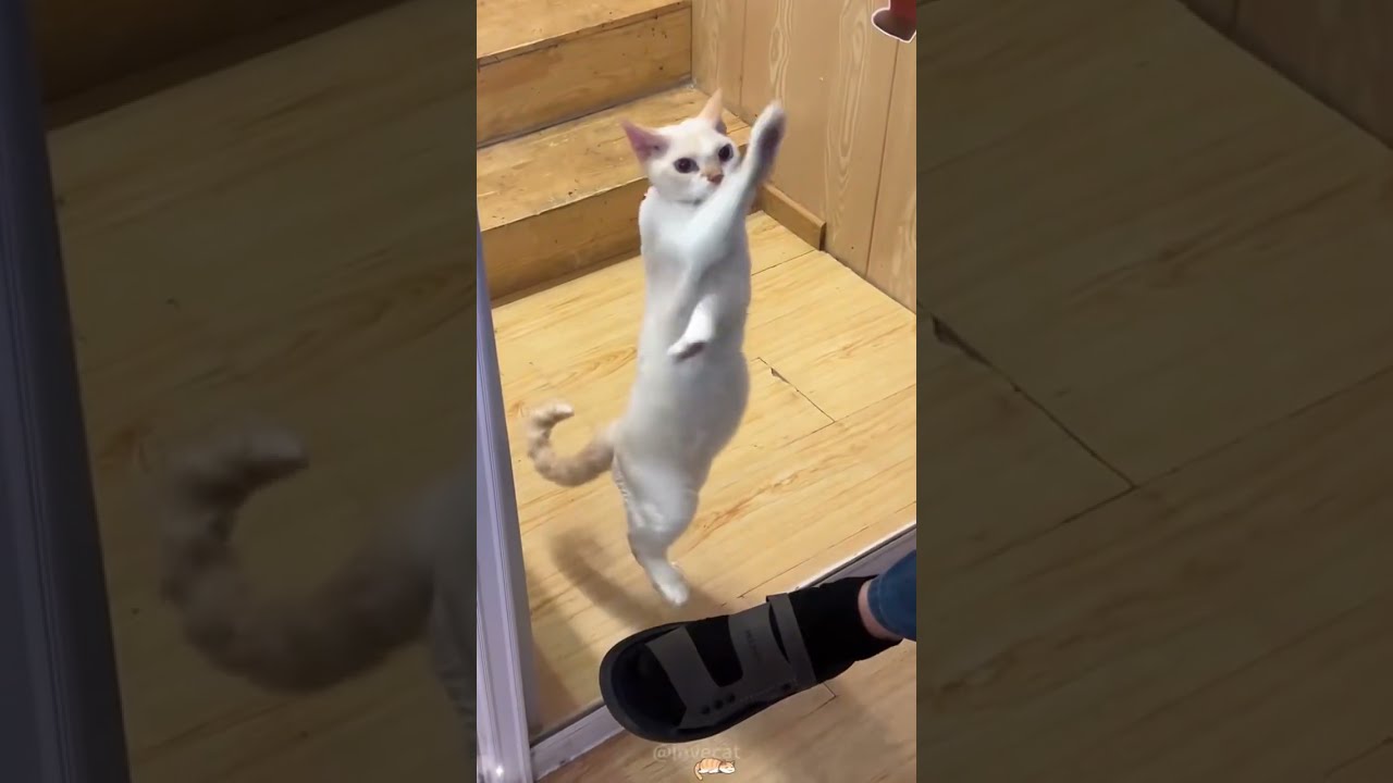 Two cats #funny #dankememes #cat #memehub #funnymemes #pets #memeclip #funnyvideo #youtubeshorts