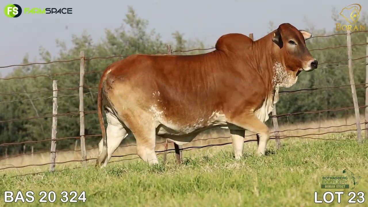 Lot 23 | BAS 20-324 | Bothasberg Borane | Road to the Boran National Auction | 15 July 2023