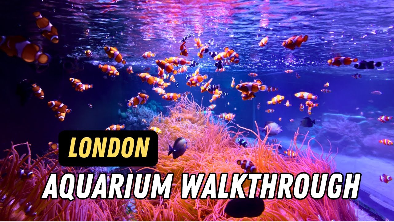 The Sea Life London Aquarium Walkthrough