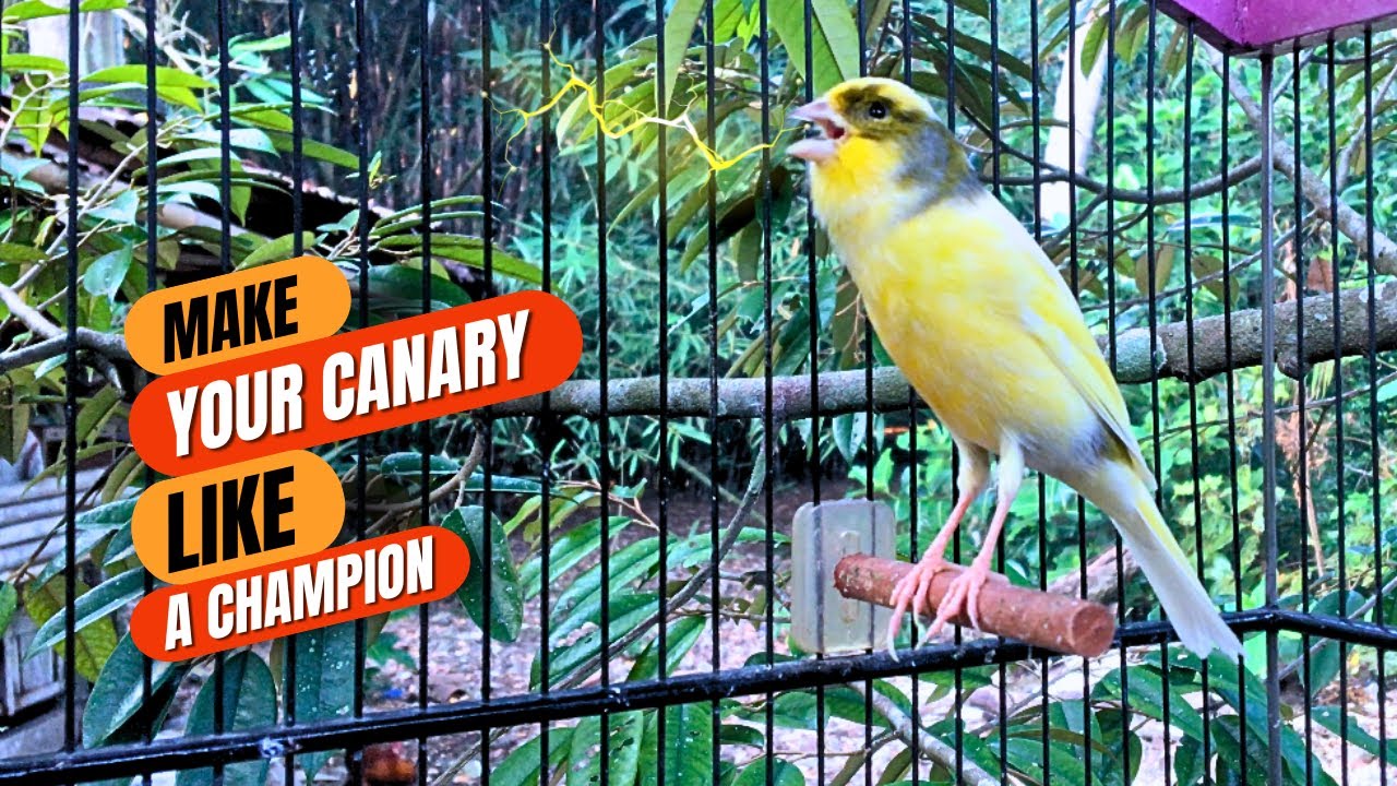 Curated visual reference: Fresh Look at Canary S Most Powerful Song For Training Belgian Canary Singing