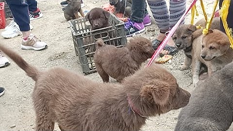 Chợ Phiên Bắc Hà. Chợ Chó lớn nhất Tây Bắc 27/12 ngày Cuối.