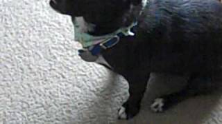 Wife took the dogs to PetCo for a bath and they got bandanas (bandannas)
