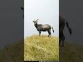 India's Rarest Mountain Goat Lives Where You'd Least Expect It