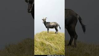 India's Rarest Mountain Goat Lives Where You'd Least Expect It