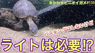 ミシシッピニオイガメ 飼育135 ライトは必要 バスキングはしないけど Youtube ミシシッピニオイガメ 飼育135 ライトは必要 バスキングはしないけど Youtube