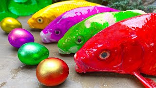 Stop Motion 가장 놀라운 잡기 다채로운 팩맨 물고기 Funny Animattion, 다채로운 계란 | 다채로운 잉어물고기, 메기, 잉어 생선, 왕게 ASMR Mukbang