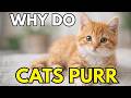 Why Do Cats Purr?