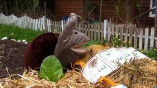 Permakultur-Garten 15 - Mulchkartoffelacker