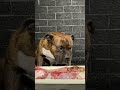 【大食い犬ASMR】生肉を爆食いする愛犬【飯テロ/MUKBANG】#shorts