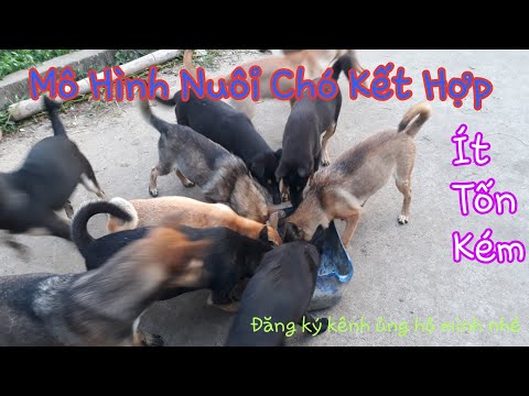 Mô Hình Nuôi Chó Kết Cho Người Chuẩn Bị Nuôi Tham Khảo | Hướng Dẫn Người Mới Tập Nuôi