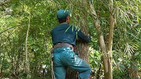 Cưa cây sao gần chùa , Máy Cưa G4200 .Cưa cây siêu thuật cao