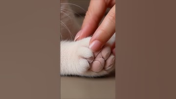 #1611 #mochipimplepopping #oddlysatisfying #mochicatspaw #tradingcards  #fyp #satisfying #asmrvideo