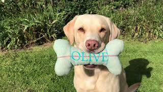 Olive and Mabel - Not a smooth criminal.