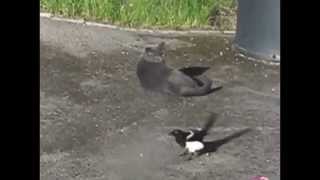 Crows Troll Animals By Pulling Their Tails