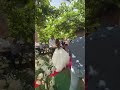 ‼️Batuta miresei‼️ TRUPA WEDDING ‼️ ☎️ 0755508849☎️