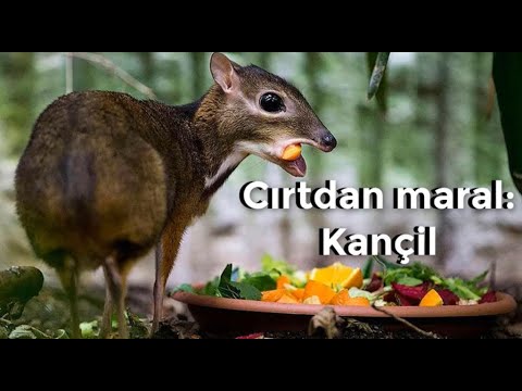 Video: Ən Kiçik Artiodaktillər: Maral Kanchili