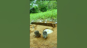 Creative New Trap Using Bottle and paper - Quail trap #shorts #birds #simple  trap