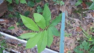 Tips Starting PawPaw Trees from Seed