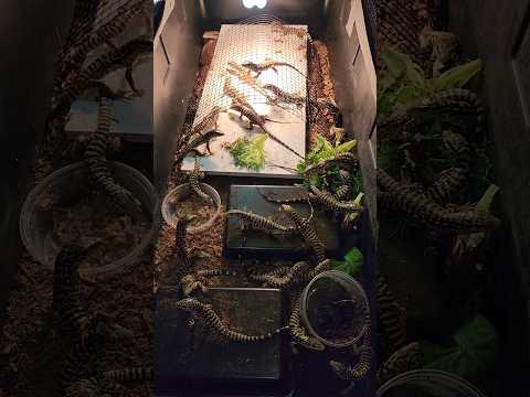 Little baby tegus