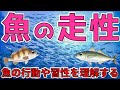 【魚の走性】走光性・走流性・走化性・走触性。魚のもつ4つの走性について考える