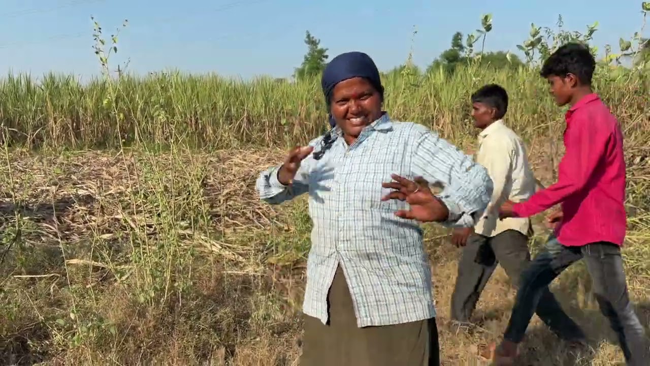 पहीली खेप नारळ पोडून नवीन बैलानी आंगवड वोडली लय नाचले मी 🤗🥰  #vlog #manishahajare 