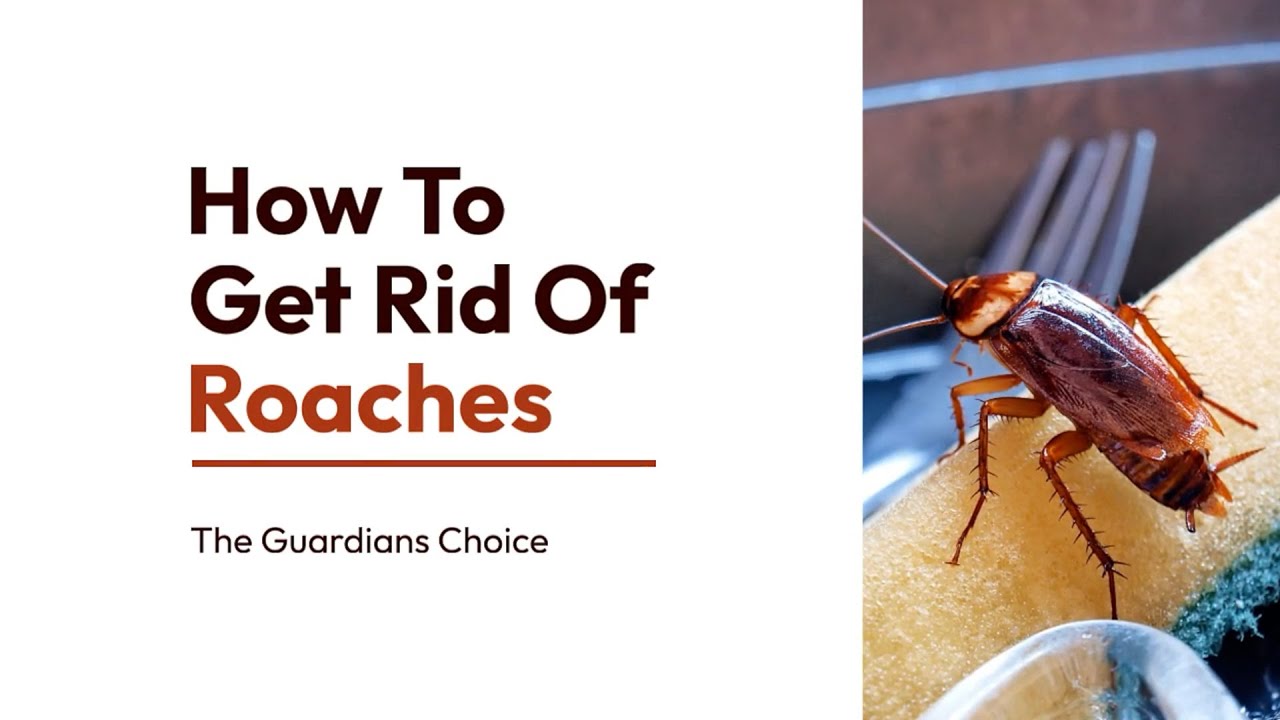 How to Get Rid of Roaches 13 Ways to Kill and Control Them The