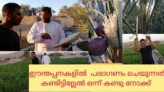 Pollination in dates plant // how to do polination in dates plant //#datespollination,