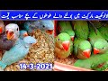 Baby Parrot price | Lalukhet Sunday Birds market | Raw Ringneck Gray parrots