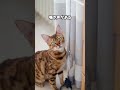 誰も知らない!!ちゅーるに隠された秘密!! #cat #ねこ好きさんと繋がりたい #ねこのいる幸せ #ねこ大好き #猫動画 #猫のいる暮らし #猫のいる生活 #猫好きさんと繋がりたい